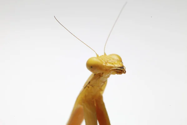 Giallo Asiatico Gigante Pregando Mantis Membranacea Hierodula Isolato Sfondo Bianco — Foto Stock