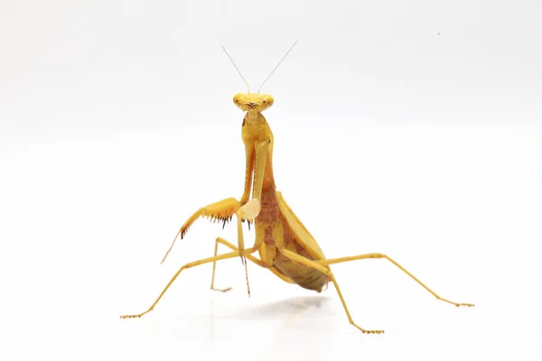 Jätteasiatiska Gula Bönen Mantis Hierodula Membranacea Isolerad Vit Bakgrund — Stockfoto