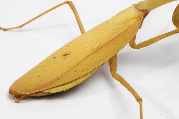 Gigante Asiático Amarelo Orando Mantis Hierodula Membranacea Isolado Sobre Fundo — Fotografia de Stock