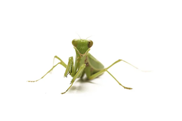 Gigante Asiático Verde Louva Deus Hierodula Membranacea Isolado Sobre Fundo — Fotografia de Stock