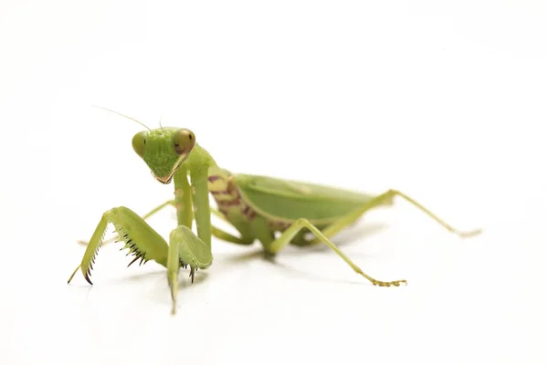 Gigante Asiático Verde Louva Deus Hierodula Membranacea Isolado Sobre Fundo — Fotografia de Stock