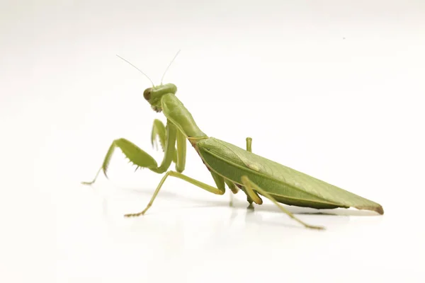 Gigante Asiático Verde Louva Deus Hierodula Membranacea Isolado Sobre Fundo — Fotografia de Stock