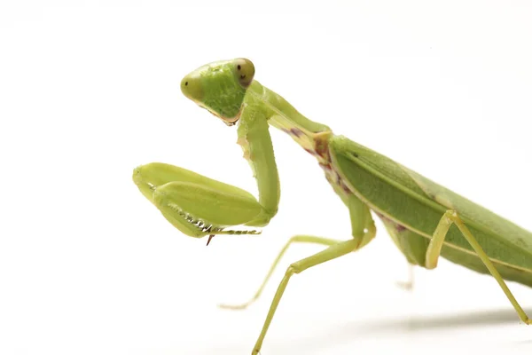 เอเช ยวอธ ษฐาน Mantis Hierodula Membranacea แยกก นบนพ นหล ขาว — ภาพถ่ายสต็อก