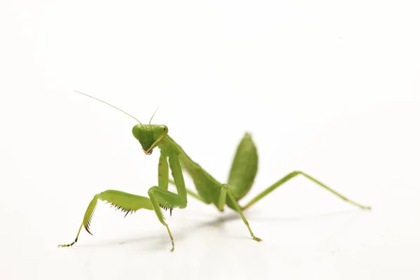 Giant Asian Green Praying Mantis (Hierodula membranacea) isolated on white background.