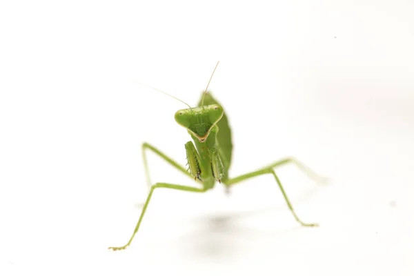 Reuzenaziatische Groene Bidsprinkhanen Hierodula Membranacea Geïsoleerd Witte Achtergrond — Stockfoto