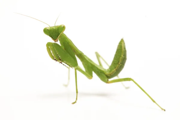 Gigante Asiático Verde Louva Deus Hierodula Membranacea Isolado Sobre Fundo — Fotografia de Stock