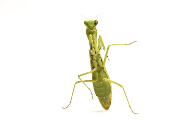 Gigante Asiático Verde Louva Deus Hierodula Membranacea Isolado Sobre Fundo — Fotografia de Stock