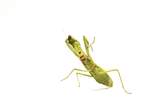 Reuzenaziatische Groene Bidsprinkhanen Hierodula Membranacea Geïsoleerd Witte Achtergrond — Stockfoto