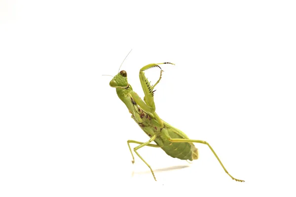 Gigante Asiático Verde Louva Deus Hierodula Membranacea Isolado Sobre Fundo — Fotografia de Stock