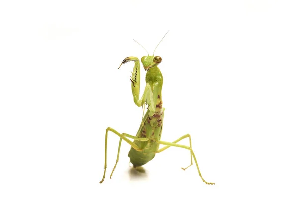 从白色背景分离出来的巨大的亚洲绿色祈祷螳螂 — 图库照片