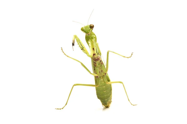 Giant Asian Green Praying Mantis Hierodula Membranacea Απομονωμένο Λευκό Φόντο — Φωτογραφία Αρχείου