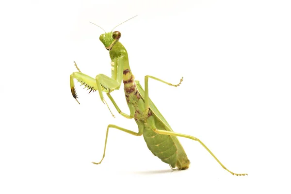 Mantis Oración Verde Asiática Gigante Hierodula Membranacea Aislada Sobre Fondo — Foto de Stock