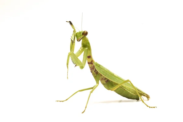 Gigante Asiático Verde Louva Deus Hierodula Membranacea Isolado Sobre Fundo — Fotografia de Stock