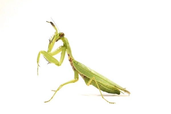 Gigante Asiático Verde Louva Deus Hierodula Membranacea Isolado Sobre Fundo — Fotografia de Stock