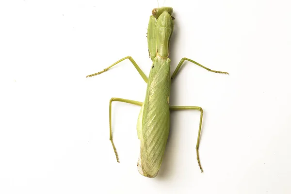 Große Asiatische Grüne Gottesanbeterin Hierodula Membranacea Isoliert Auf Weißem Hintergrund — Stockfoto