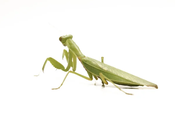 Giant Asian Green Praying Mantis Hierodula Membranacea Isolated White Background — Stock Photo, Image