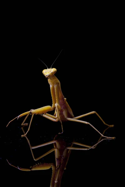 Giant Asian Yellow Praying Mantis Hierodula Membranacea Isolated Black Background — Stock Photo, Image