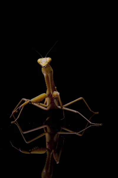 Giant Asian Yellow Praying Mantis Hierodula Membranacea Isolated Black Background — Stock Photo, Image