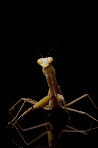 Giant Asian Yellow Praying Mantis Hierodula Membranacea Isolated Black Background — Stock Photo, Image