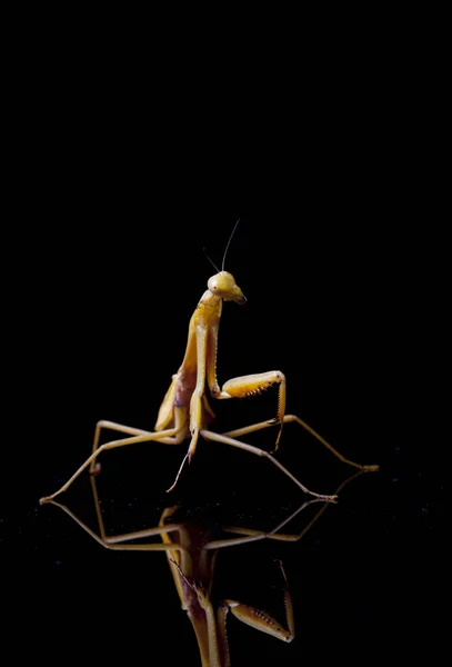 在黑色背景上分离出的巨大的亚洲黄对虾螳螂 — 图库照片