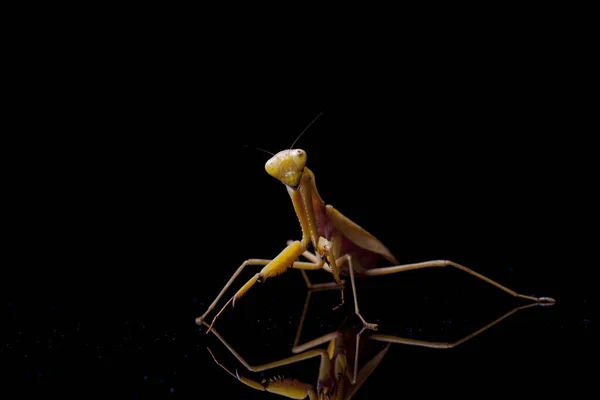 黒い背景に隔離された巨大なアジアの黄色の祈りのカマキリ Hierodula膜アセル — ストック写真