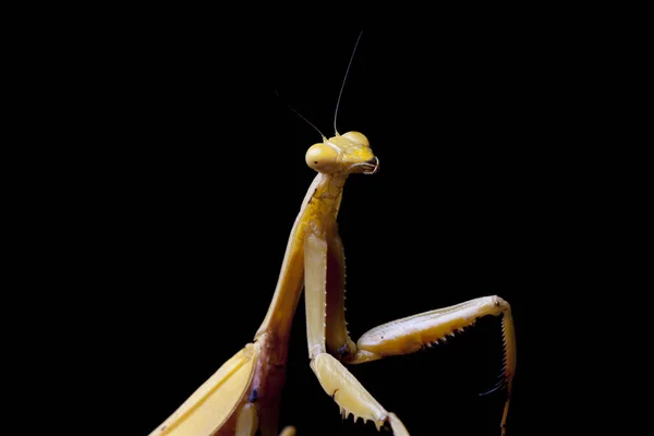 Giant Asian Yellow Praying Mantis Hierodula Membranacea Izolované Černém Pozadí — Stock fotografie