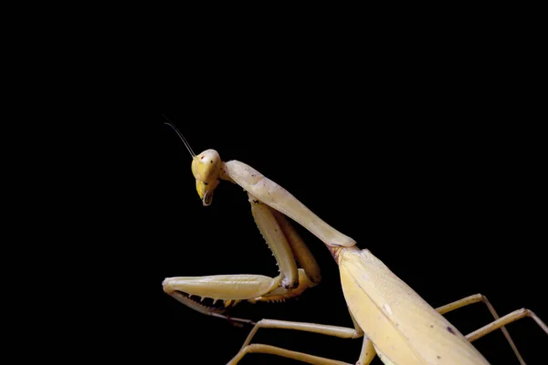 Giant Asian Yellow Praying Mantis Hierodula Membranacea Isolated Black Background — Stock Photo, Image