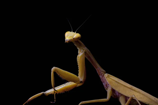 Giant Asian Yellow Praying Mantis Hierodula Membranacea Izolované Černém Pozadí — Stock fotografie