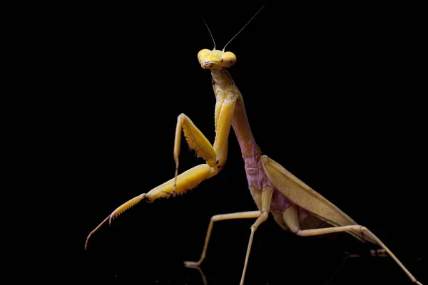 在黑色背景上分离出的巨大的亚洲黄对虾螳螂 — 图库照片