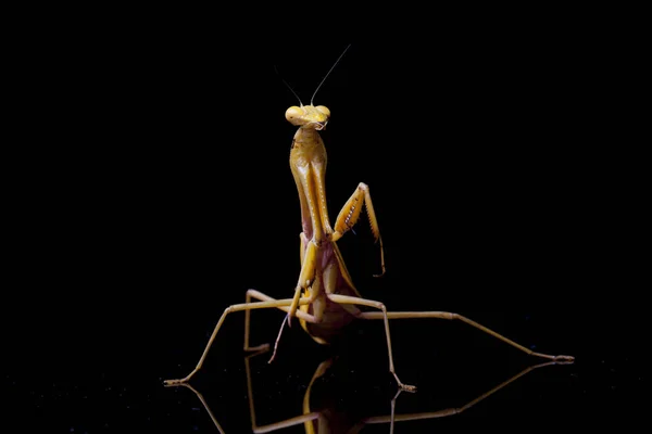 Giant Asian Yellow Praying Mantis Hierodula Membranacea Απομονωμένο Μαύρο Φόντο — Φωτογραφία Αρχείου