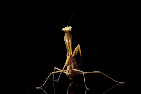 Giant Asian Yellow Praying Mantis Hierodula Membranacea Izolované Černém Pozadí — Stock fotografie