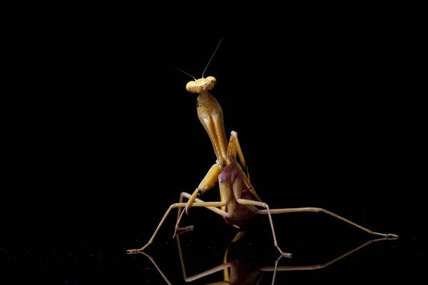 Gigante Asiático Amarelo Orando Mantis Hierodula Membranacea Isolado Fundo Preto — Fotografia de Stock