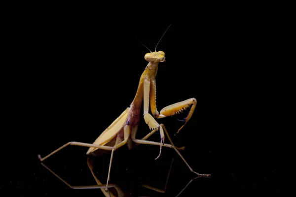 Giant Asian Yellow Praying Mantis Hierodula Membranacea Izolované Černém Pozadí — Stock fotografie