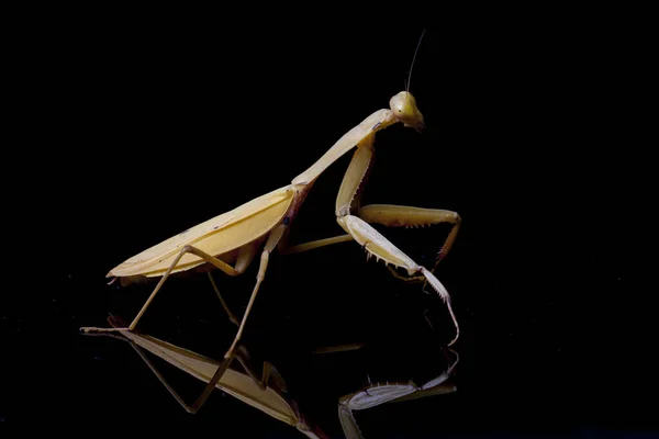 Reuzenaziatische Geel Praying Mantis Hierodula Membranacea Geïsoleerd Zwarte Achtergrond — Stockfoto