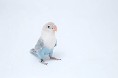 Agapornis fischeri aşk kuşu beyaz arka planda izole edilmiş.