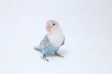 Agapornis fischeri aşk kuşu beyaz arka planda izole edilmiş.