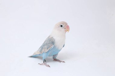 Agapornis fischeri aşk kuşu beyaz arka planda izole edilmiş.