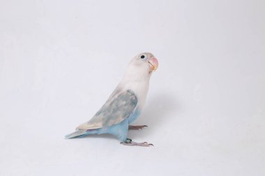 Agapornis fischeri aşk kuşu beyaz arka planda izole edilmiş.