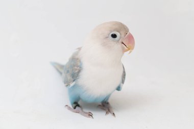 Agapornis fischeri aşk kuşu beyaz arka planda izole edilmiş.