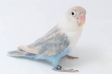 Agapornis fischeri aşk kuşu beyaz arka planda izole edilmiş.