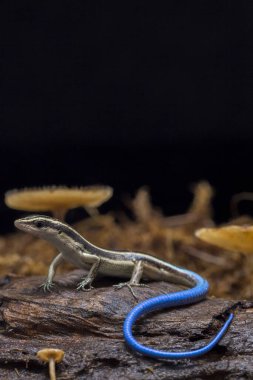 Emoia caeruleocauda, Scincidae familyasından bir kertenkele türüdür..