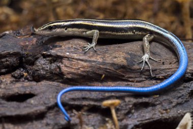 Emoia caeruleocauda, Scincidae familyasından bir kertenkele türüdür..