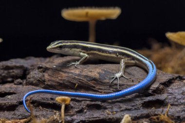 Emoia caeruleocauda, Scincidae familyasından bir kertenkele türüdür..