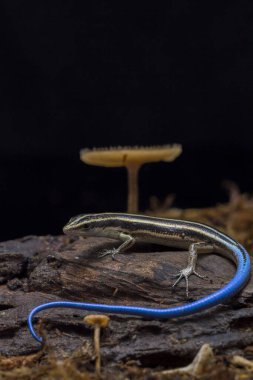 Emoia caeruleocauda, Scincidae familyasından bir kertenkele türüdür..
