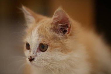 Güzel bir Karışık Turuncu Kedi. Hayvan portresi