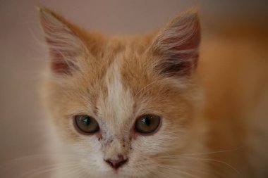 Güzel bir Karışık Turuncu Kedi. Hayvan portresi