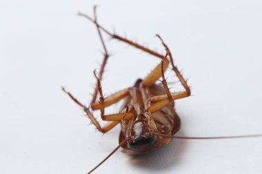 Hamamböceği beyaz arka planda izole edilmiş..