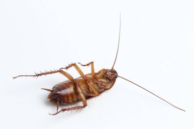 Hamamböceği beyaz arka planda izole edilmiş..