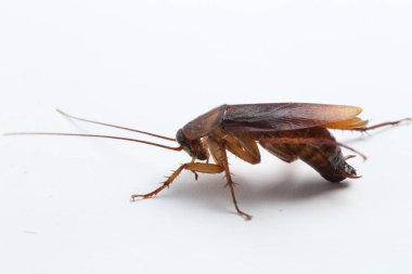 Hamamböceği beyaz arka planda izole edilmiş..