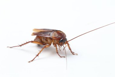 Hamamböceği beyaz arka planda izole edilmiş..